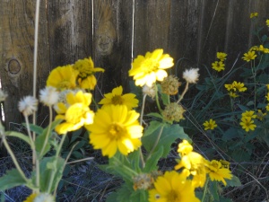 yellow flower 1 001