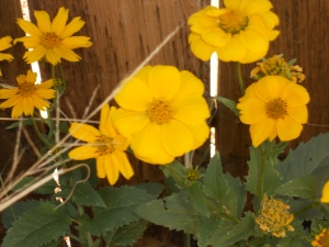 yellow flower 1 002