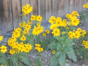 yellow flower 1 004